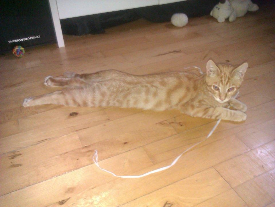 Blanding af racer Mads billede 6