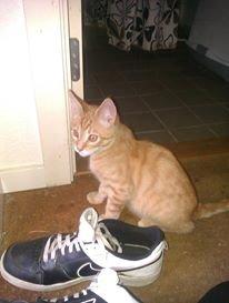 Blanding af racer Mads billede 11