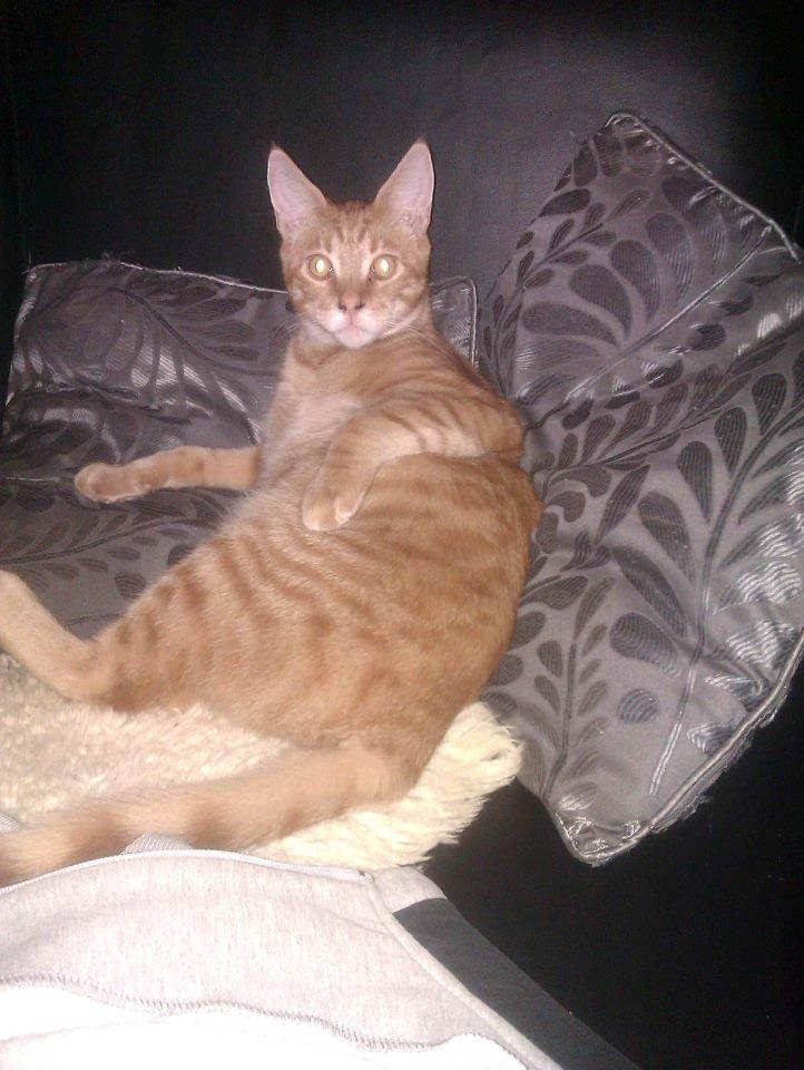 Blanding af racer Mads billede 12