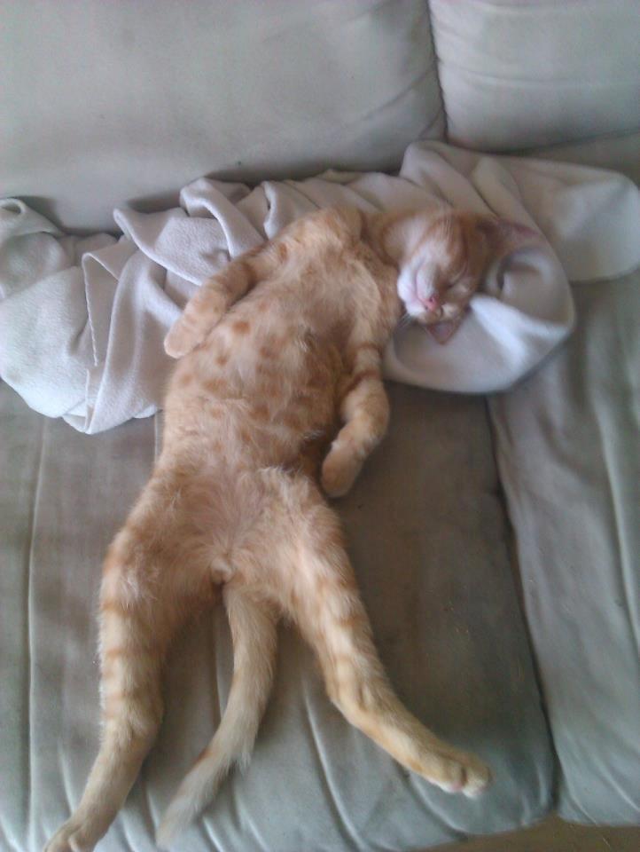 Blanding af racer Mads billede 4