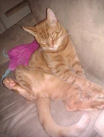 Blanding af racer Mads billede 13