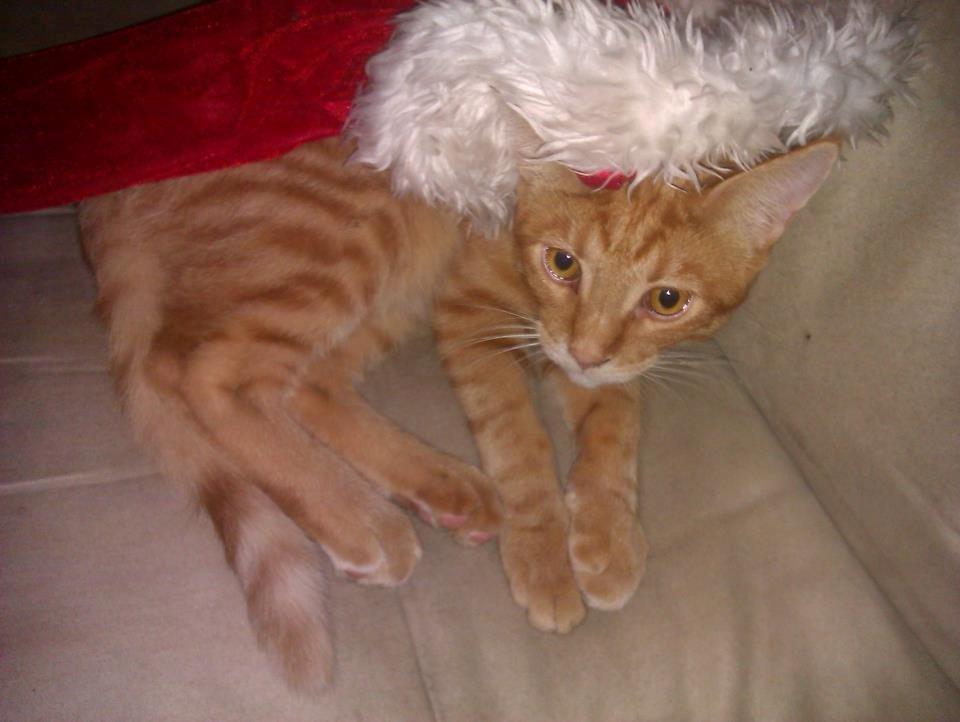 Blanding af racer Mads billede 3