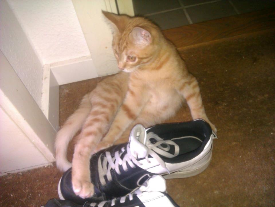 Blanding af racer Mads billede 5