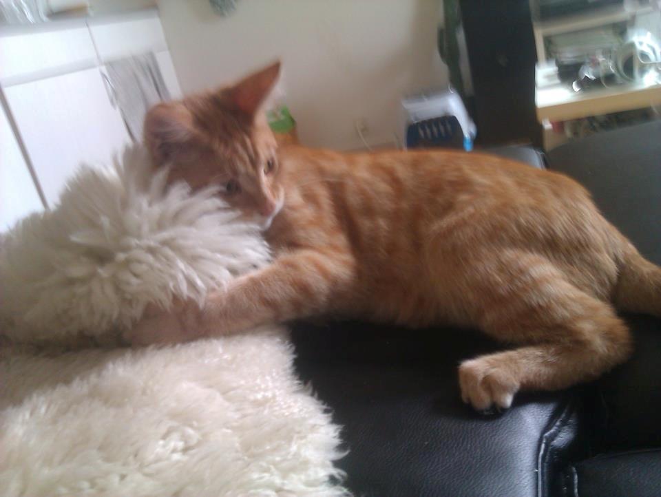 Blanding af racer Mads billede 14