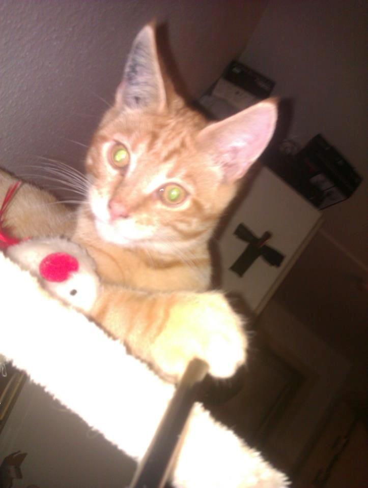 Blanding af racer Mads billede 15