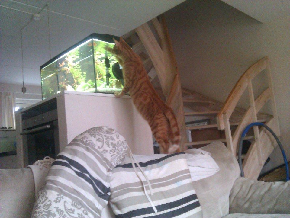 Blanding af racer Mads billede 16