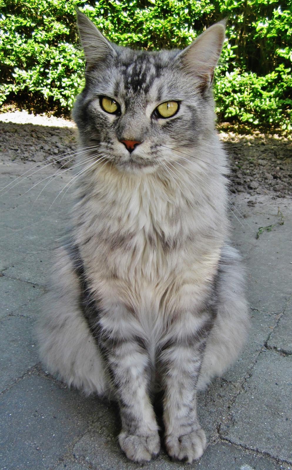 Maine Coon Chacoon Moon Light Gangster billede 7