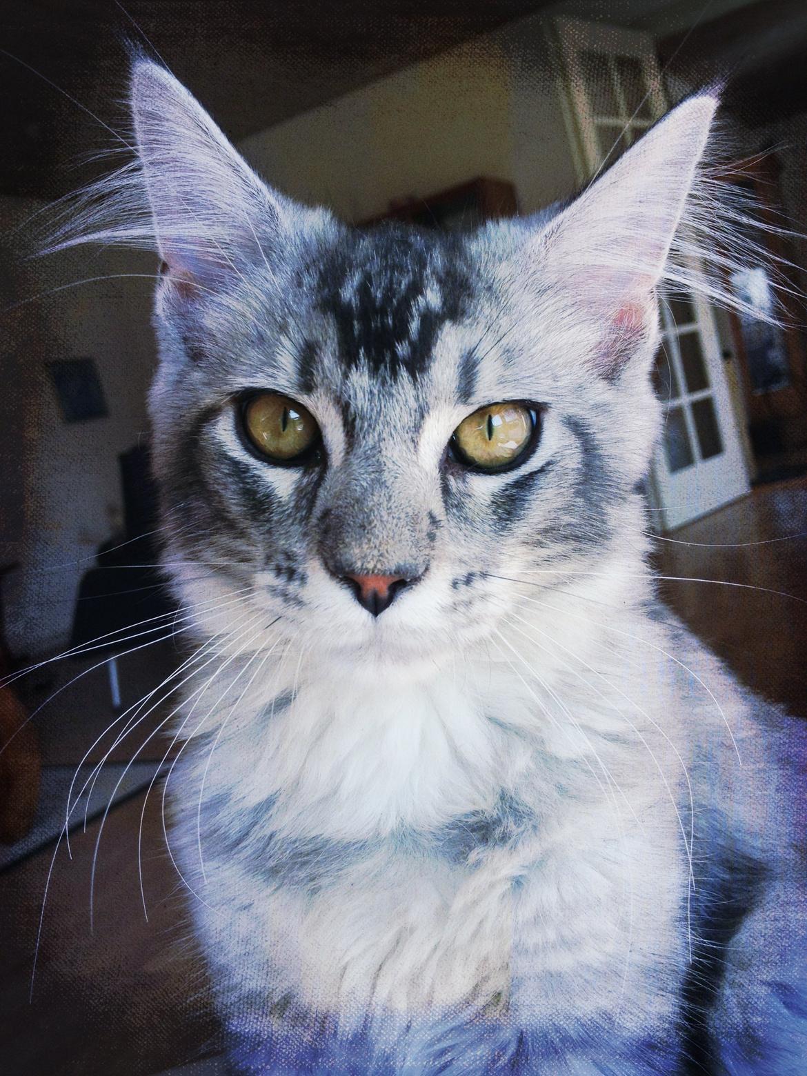 Maine Coon Chacoon Moon Light Gangster billede 3