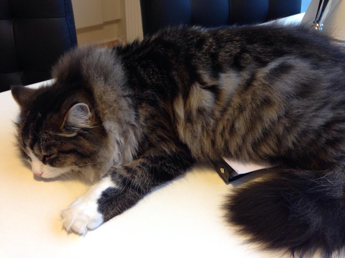 Sibirisk Kat Deirs Hawkeye, Tarzan billede 22