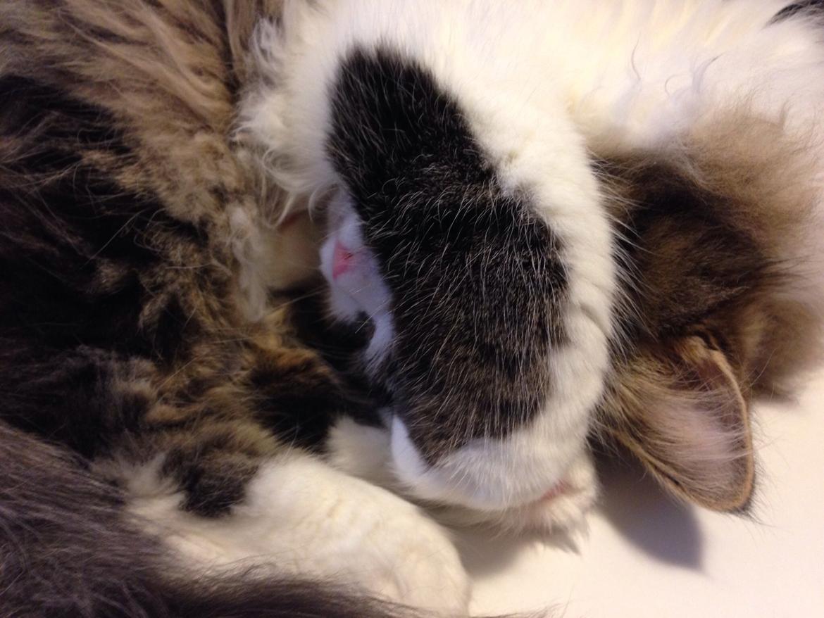 Sibirisk Kat Deirs Hawkeye, Tarzan billede 23