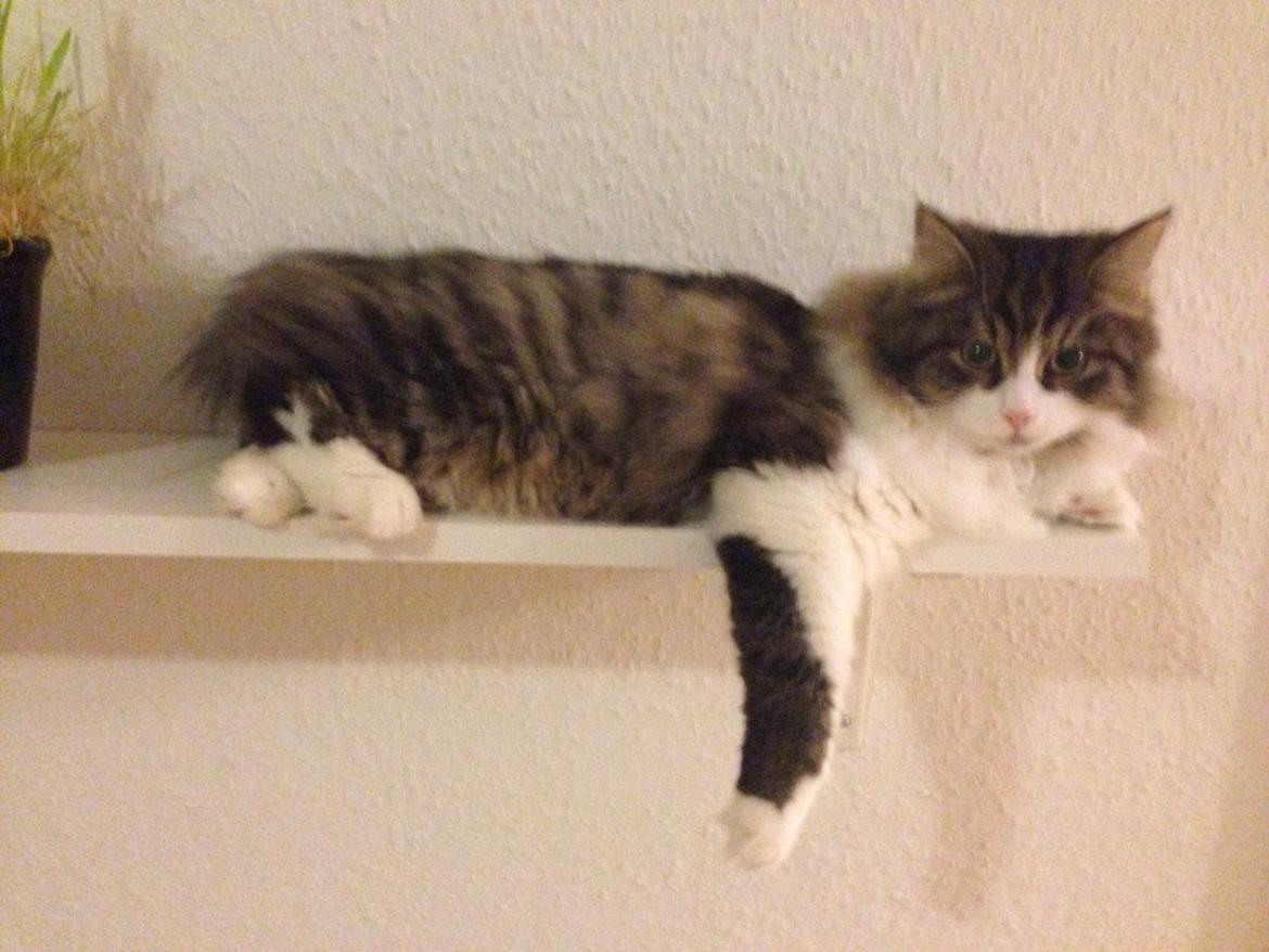 Sibirisk Kat Deirs Hawkeye, Tarzan billede 24