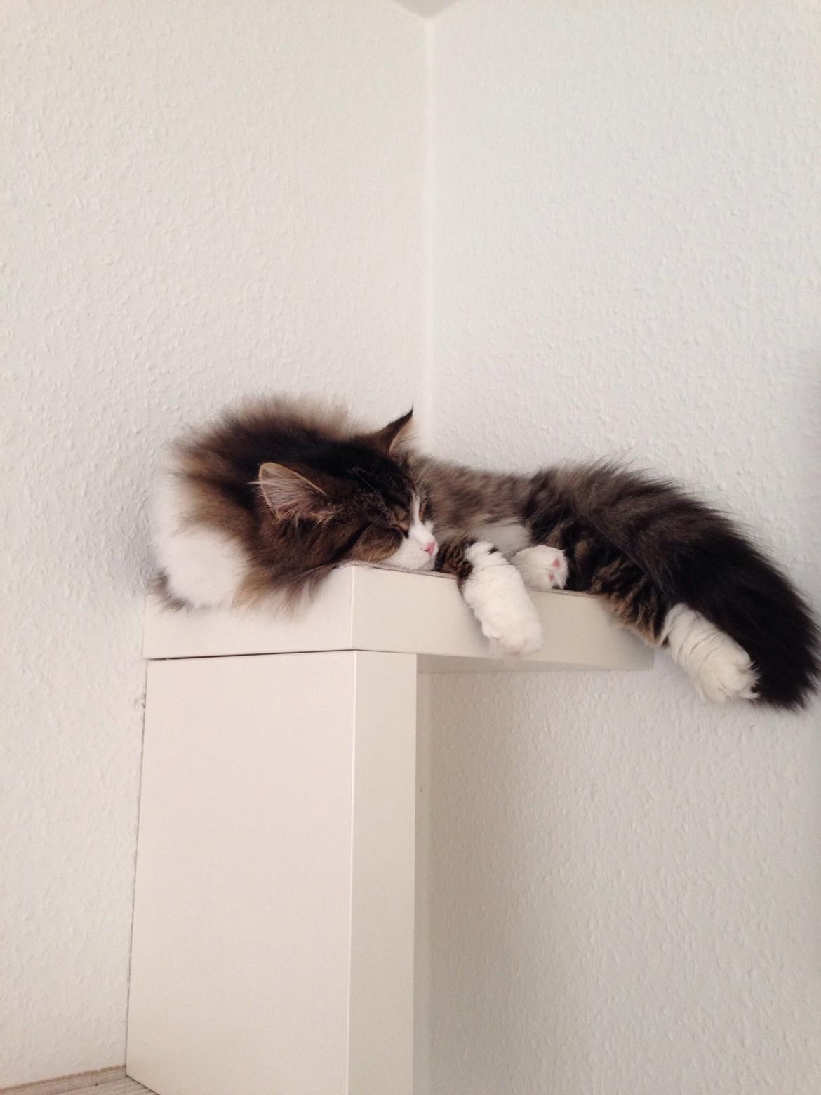 Sibirisk Kat Deirs Hawkeye, Tarzan billede 25