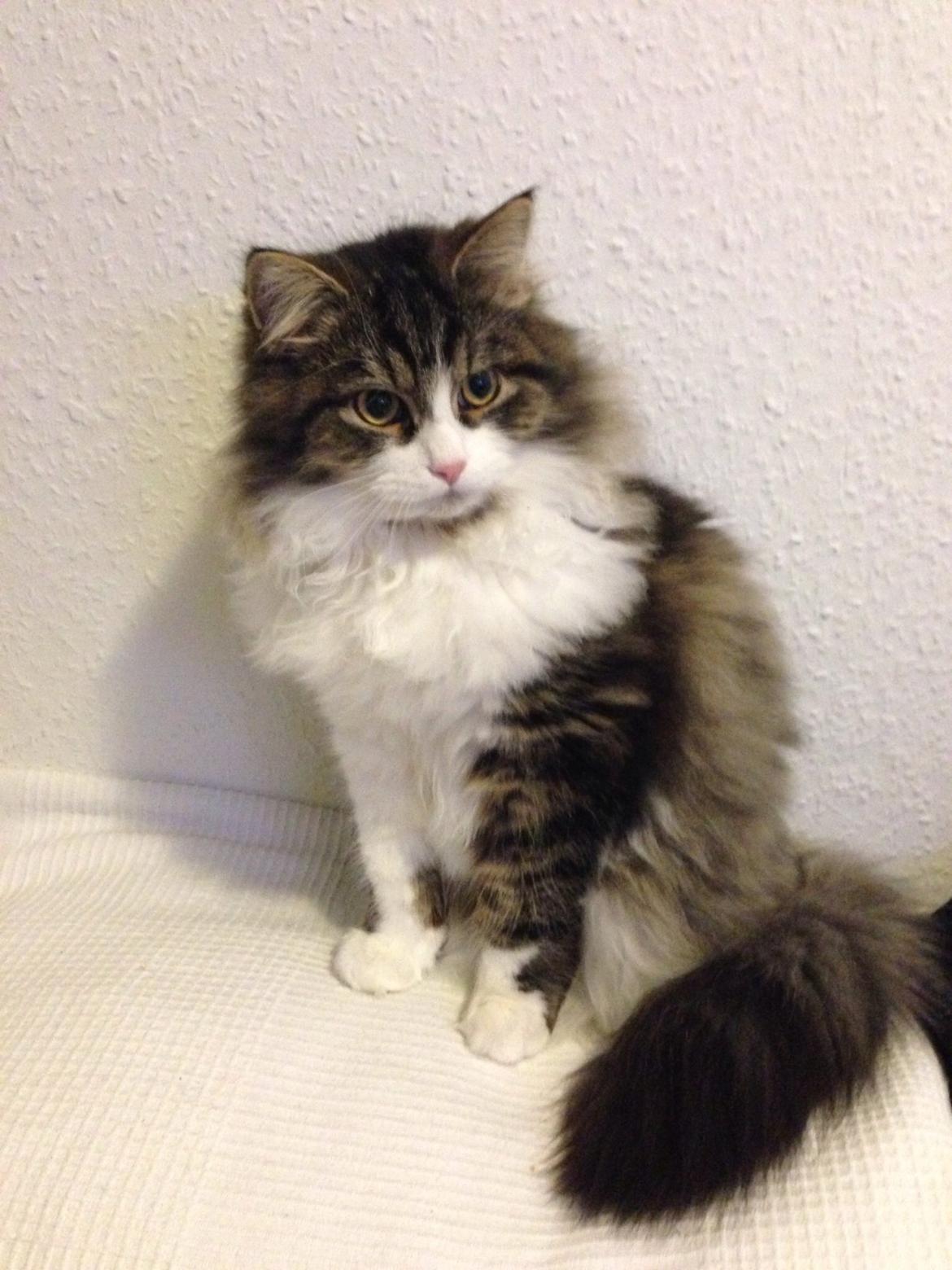 Sibirisk Kat Deirs Hawkeye, Tarzan billede 26