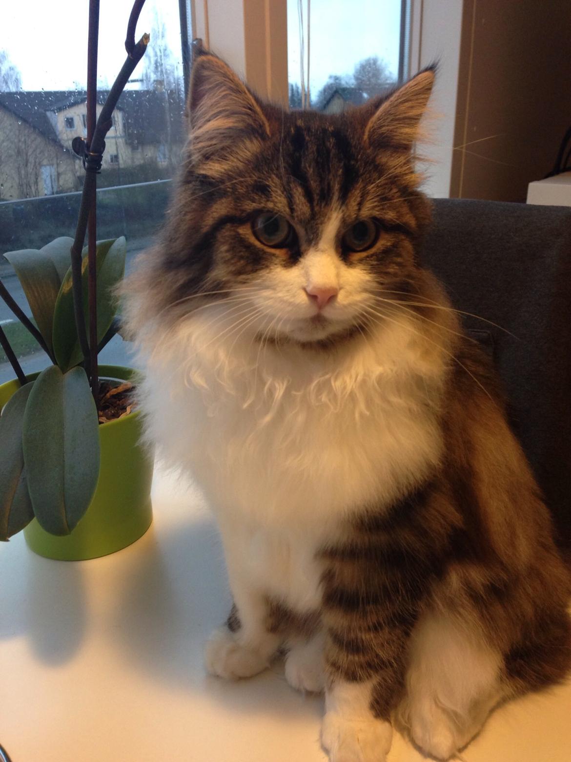 Sibirisk Kat Deirs Hawkeye, Tarzan billede 27