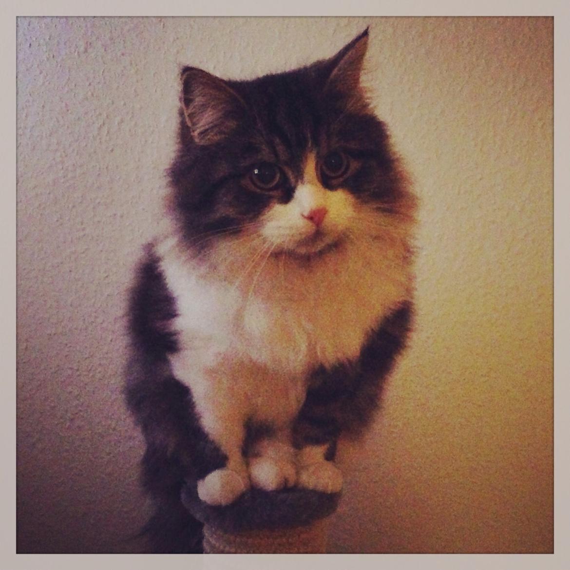 Sibirisk Kat Deirs Hawkeye, Tarzan billede 28