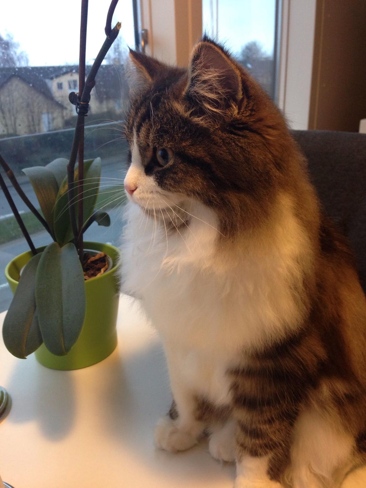 Sibirisk Kat Deirs Hawkeye, Tarzan billede 30