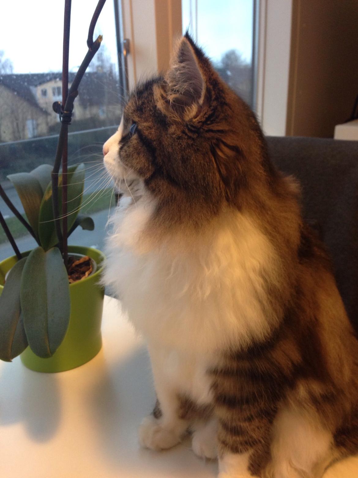 Sibirisk Kat Deirs Hawkeye, Tarzan billede 31