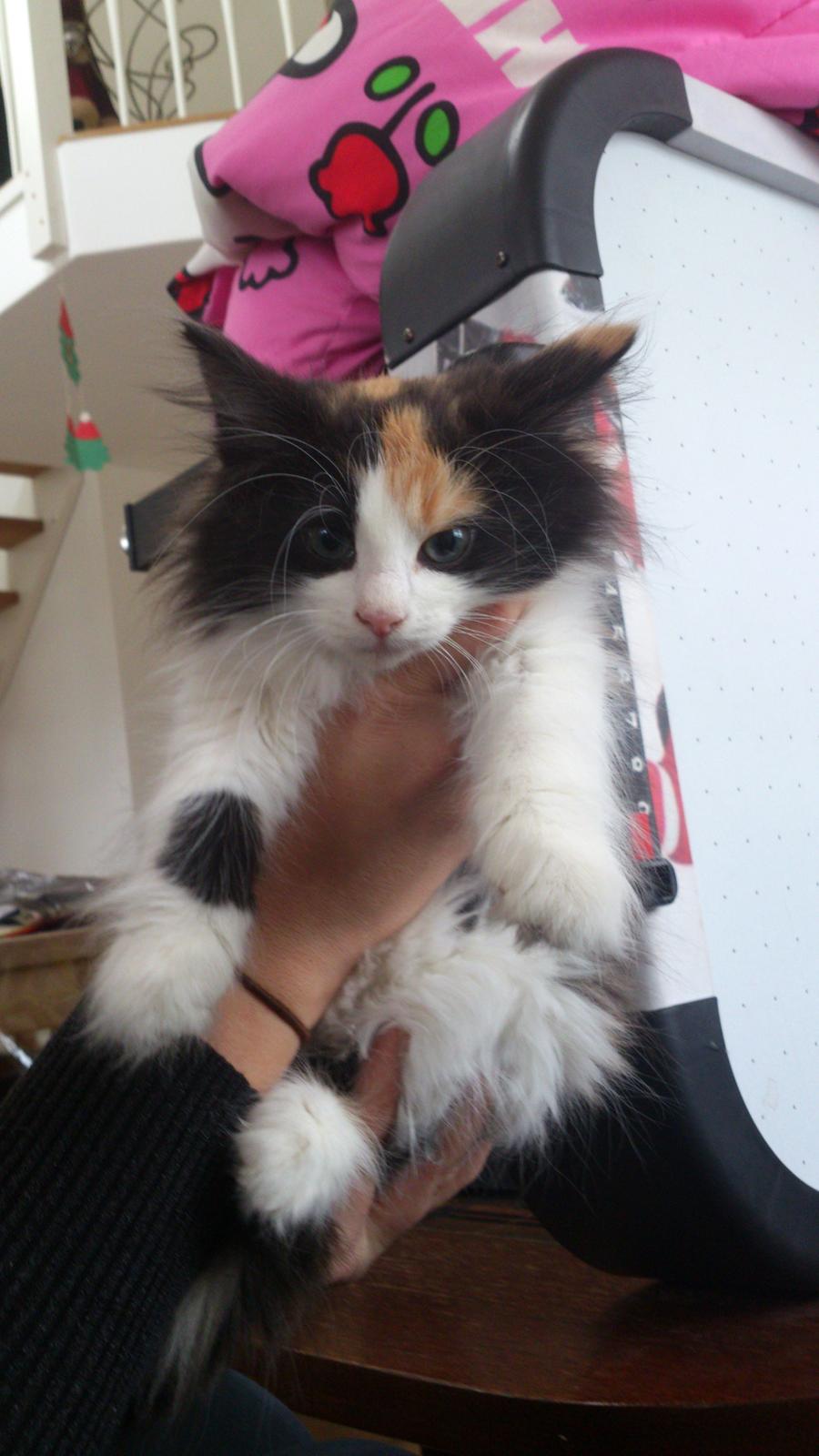 Blanding af racer Bella billede 1