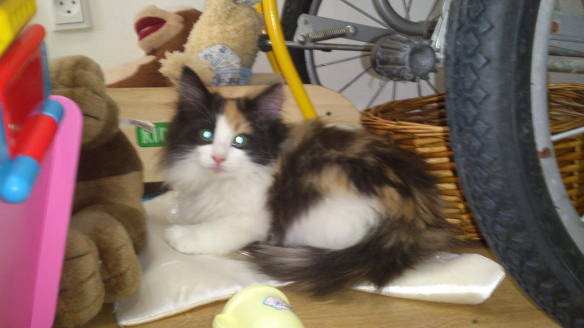 Blanding af racer Bella billede 2