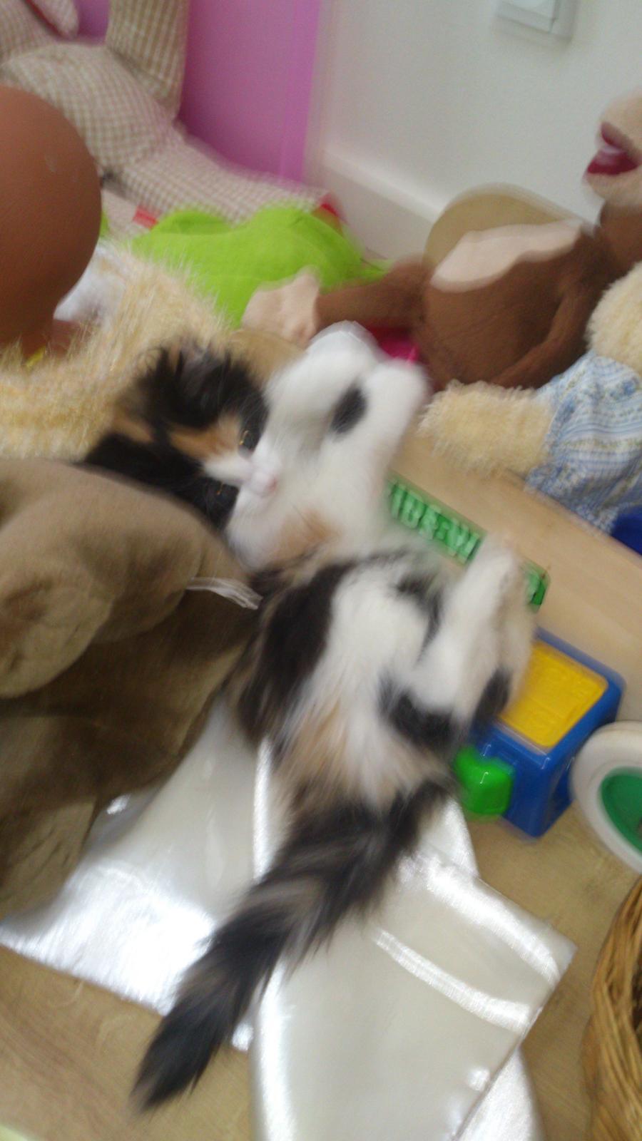 Blanding af racer Bella billede 3