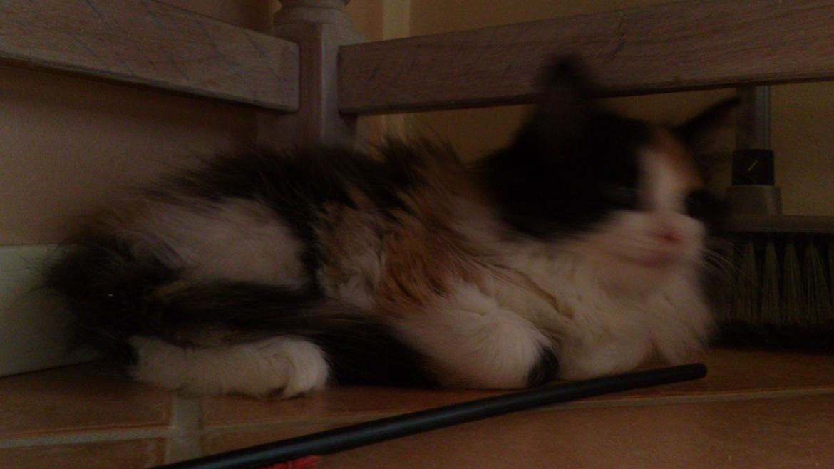 Blanding af racer Bella billede 4