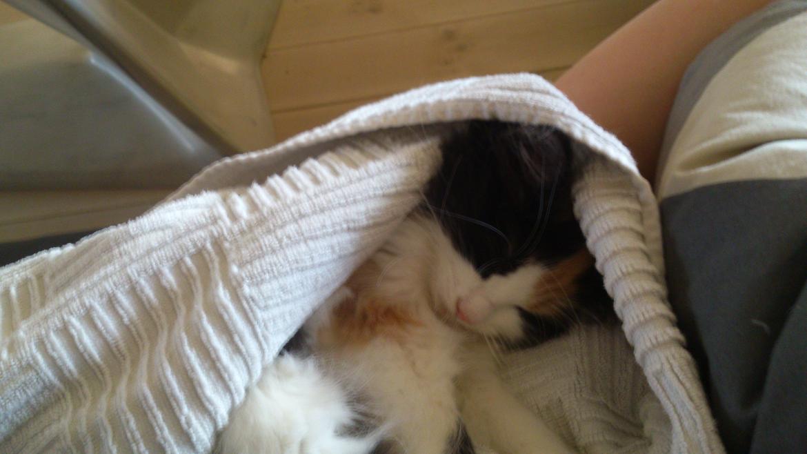 Blanding af racer Bella billede 5