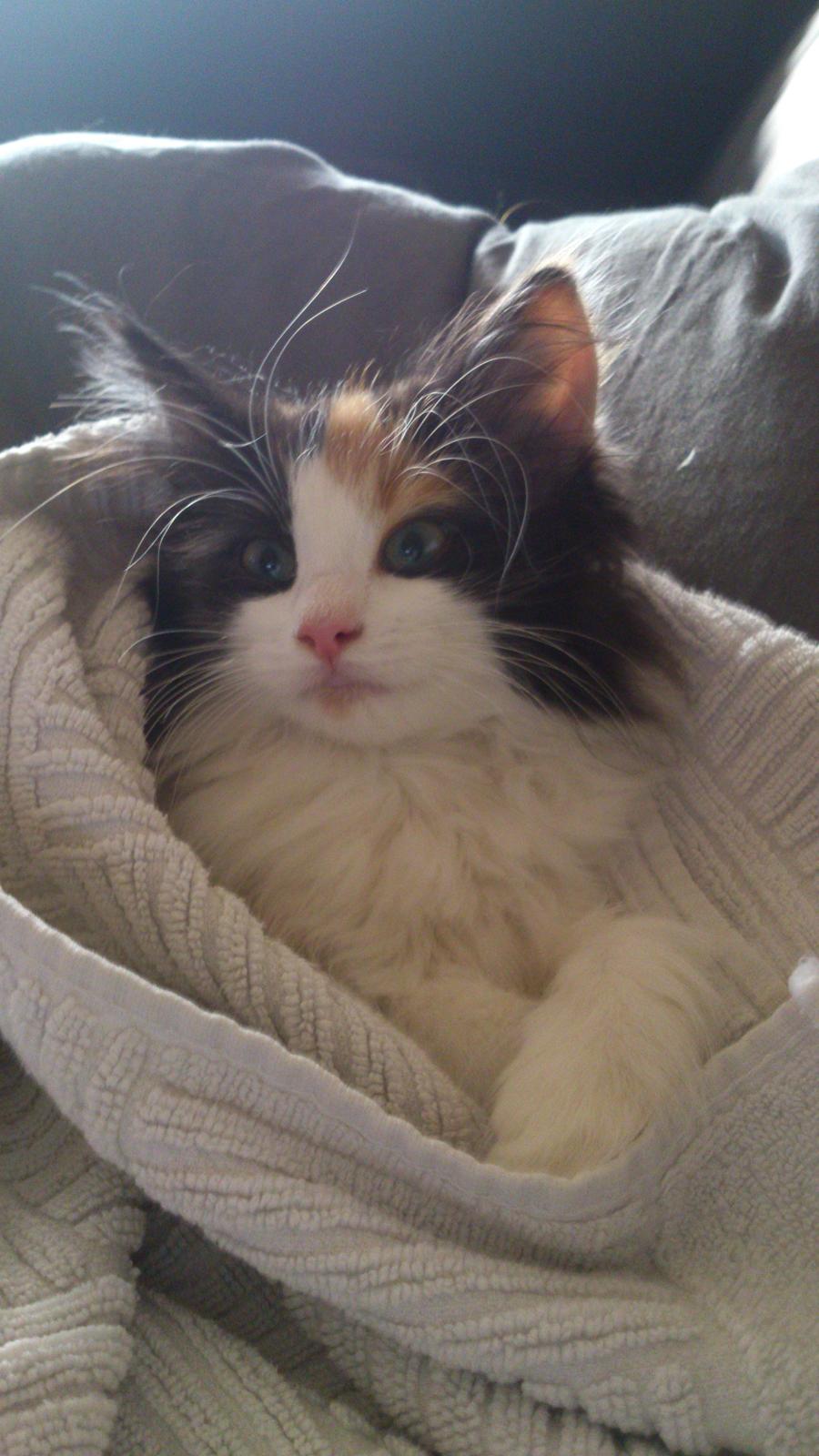 Blanding af racer Bella billede 6