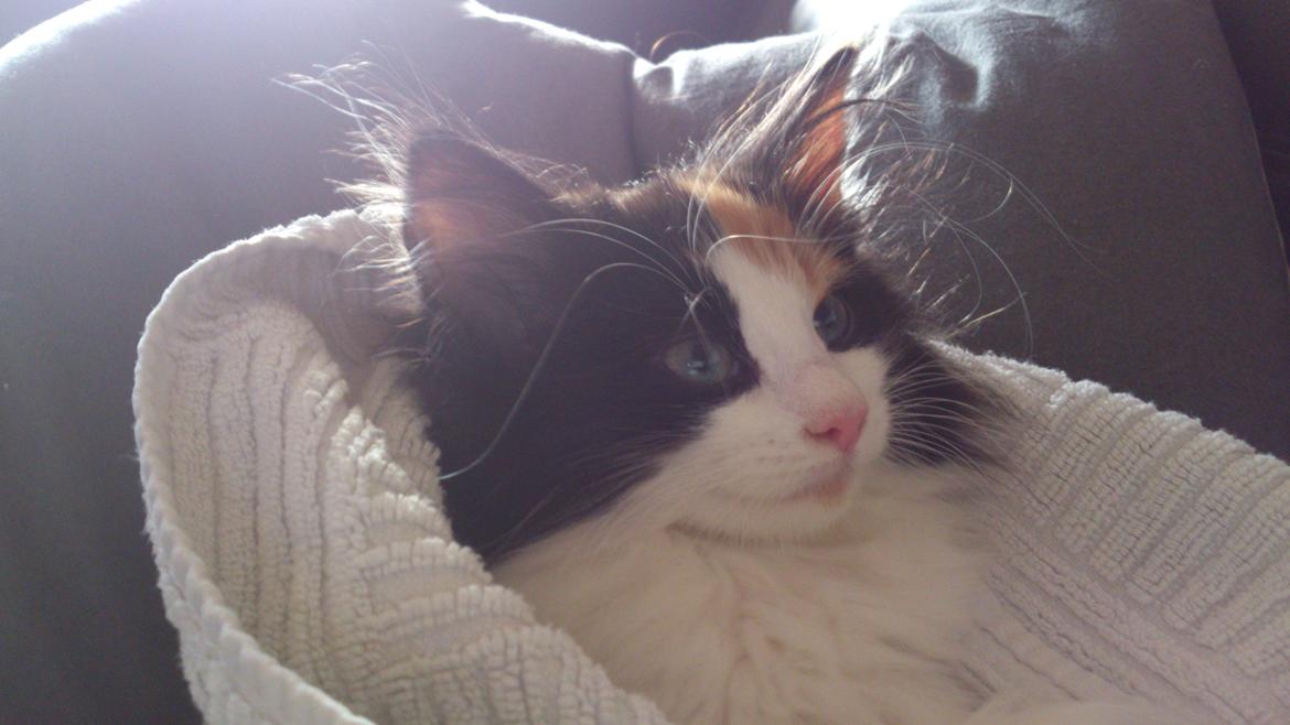 Blanding af racer Bella billede 7