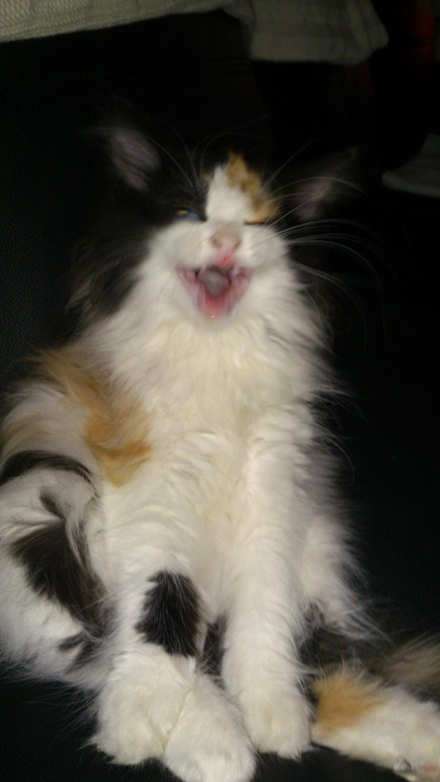 Blanding af racer Bella billede 8