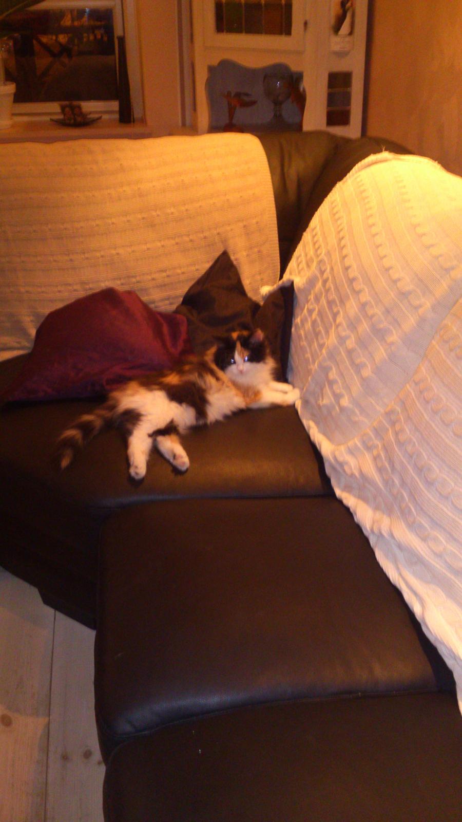 Blanding af racer Bella billede 9