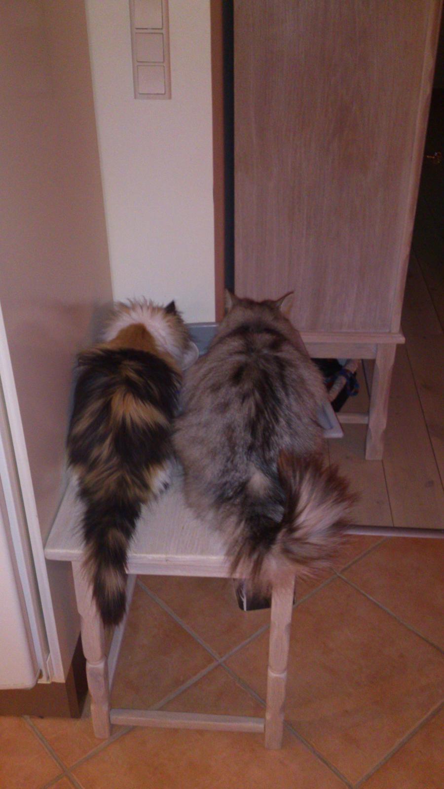 Blanding af racer Bella billede 10