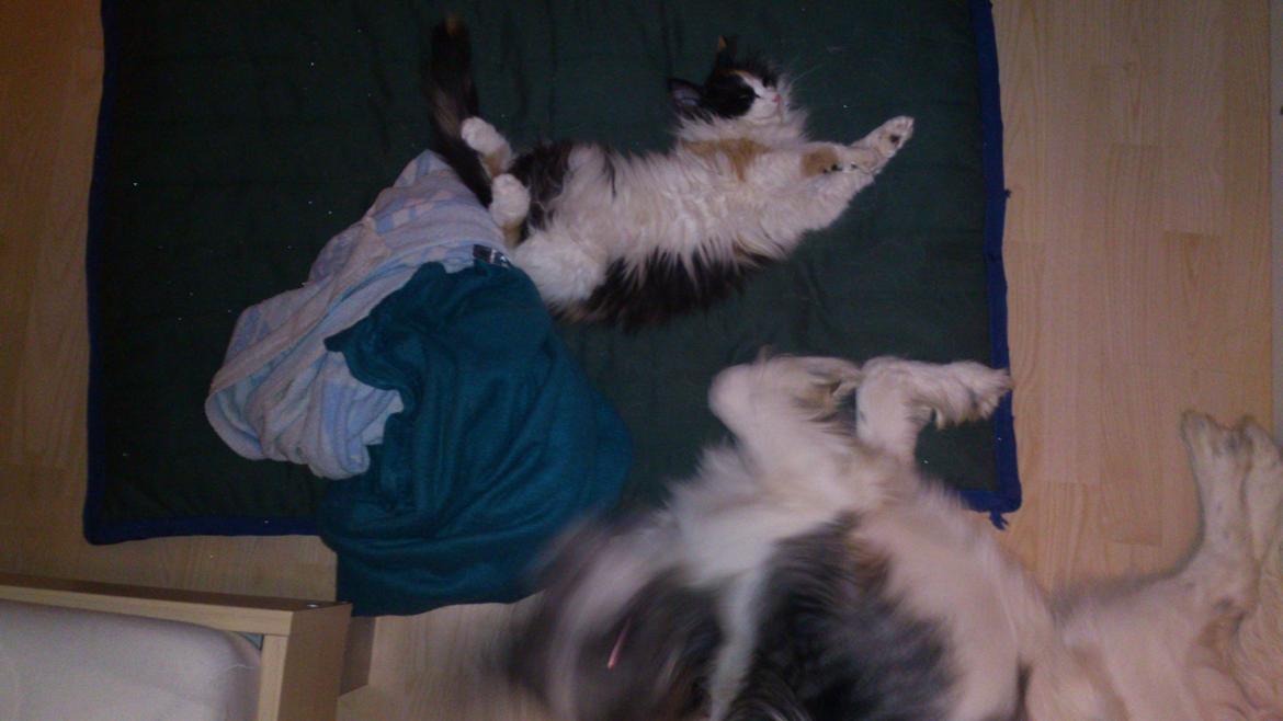 Blanding af racer Bella billede 11