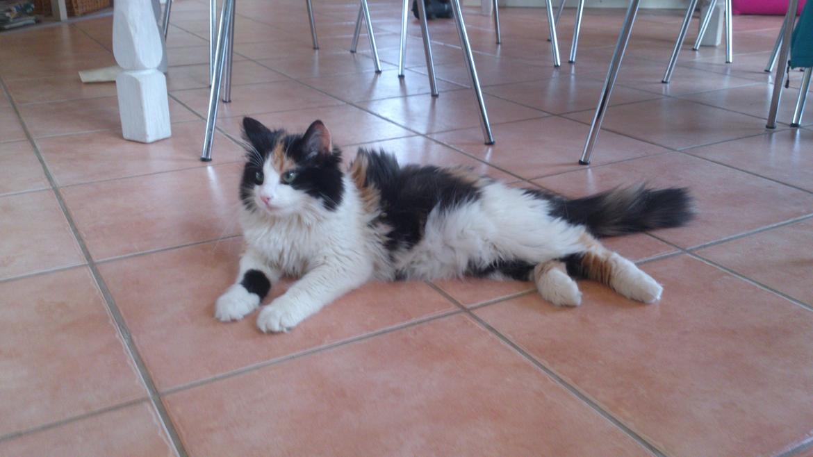 Blanding af racer Bella billede 12