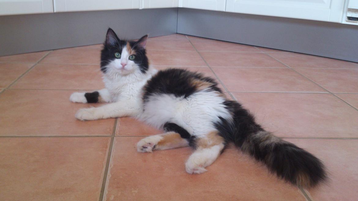 Blanding af racer Bella billede 13