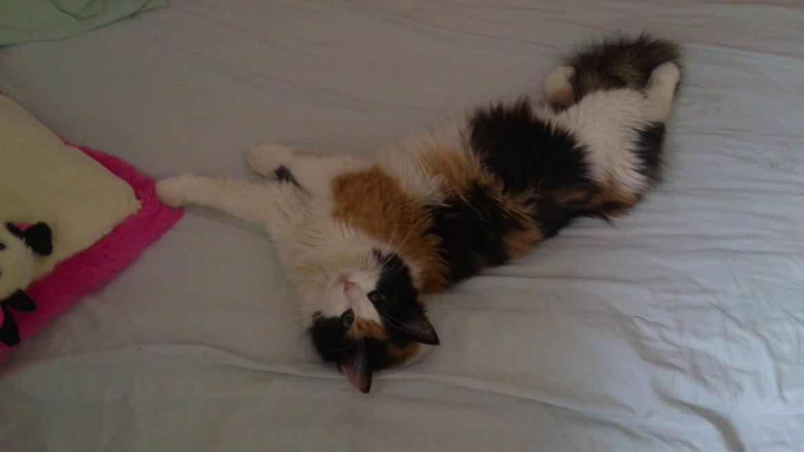 Blanding af racer Bella billede 14