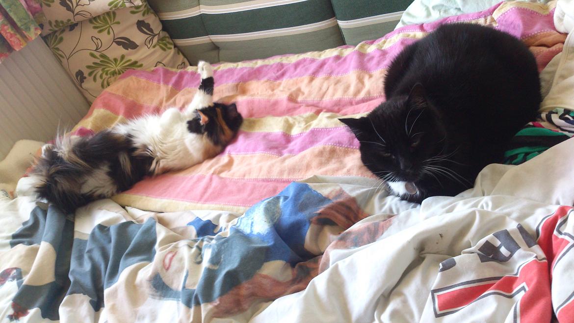 Blanding af racer Bella billede 15