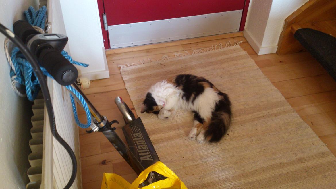 Blanding af racer Bella billede 16