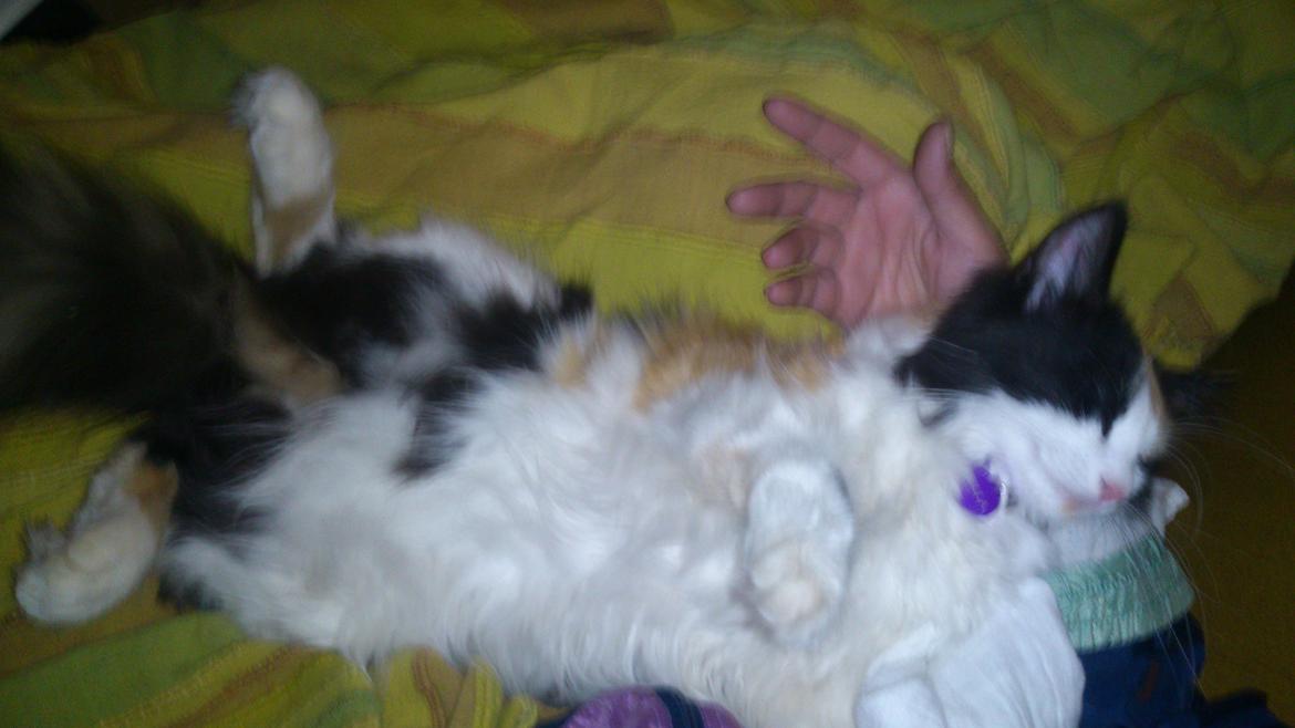 Blanding af racer Bella billede 17