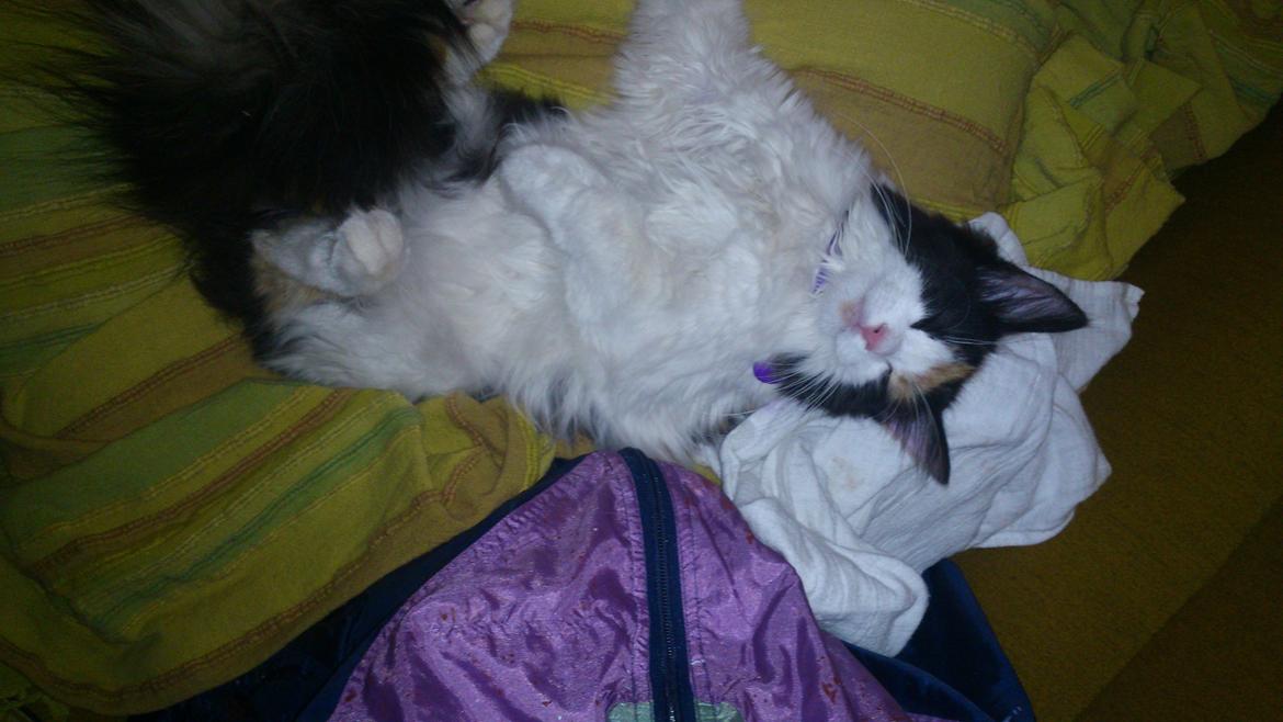 Blanding af racer Bella billede 18