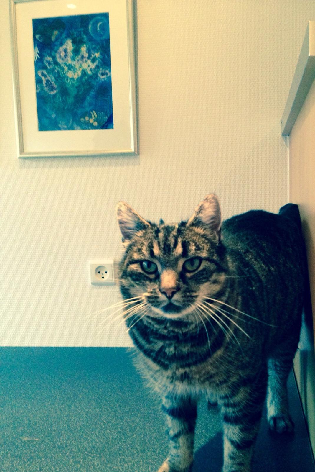 Huskat Tarzan :) billede 4