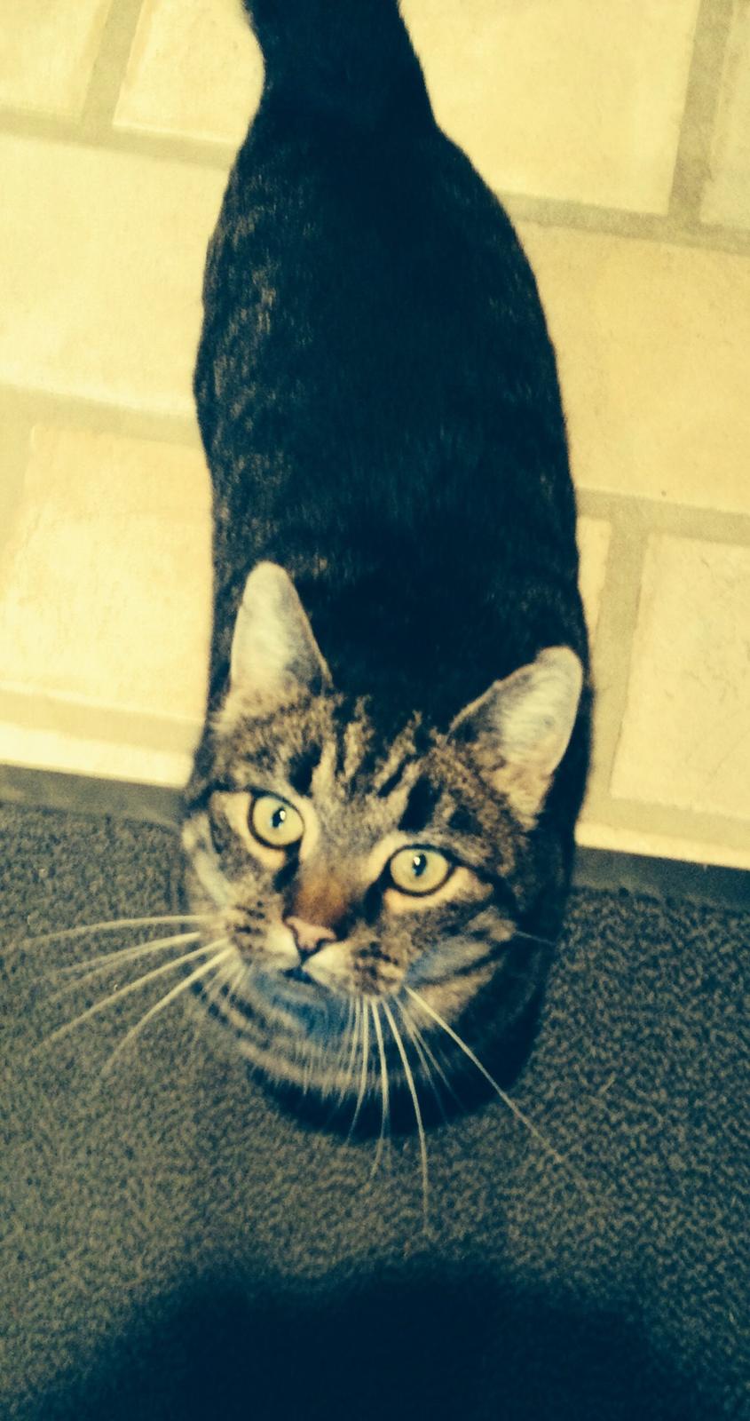 Huskat Tarzan :) billede 2