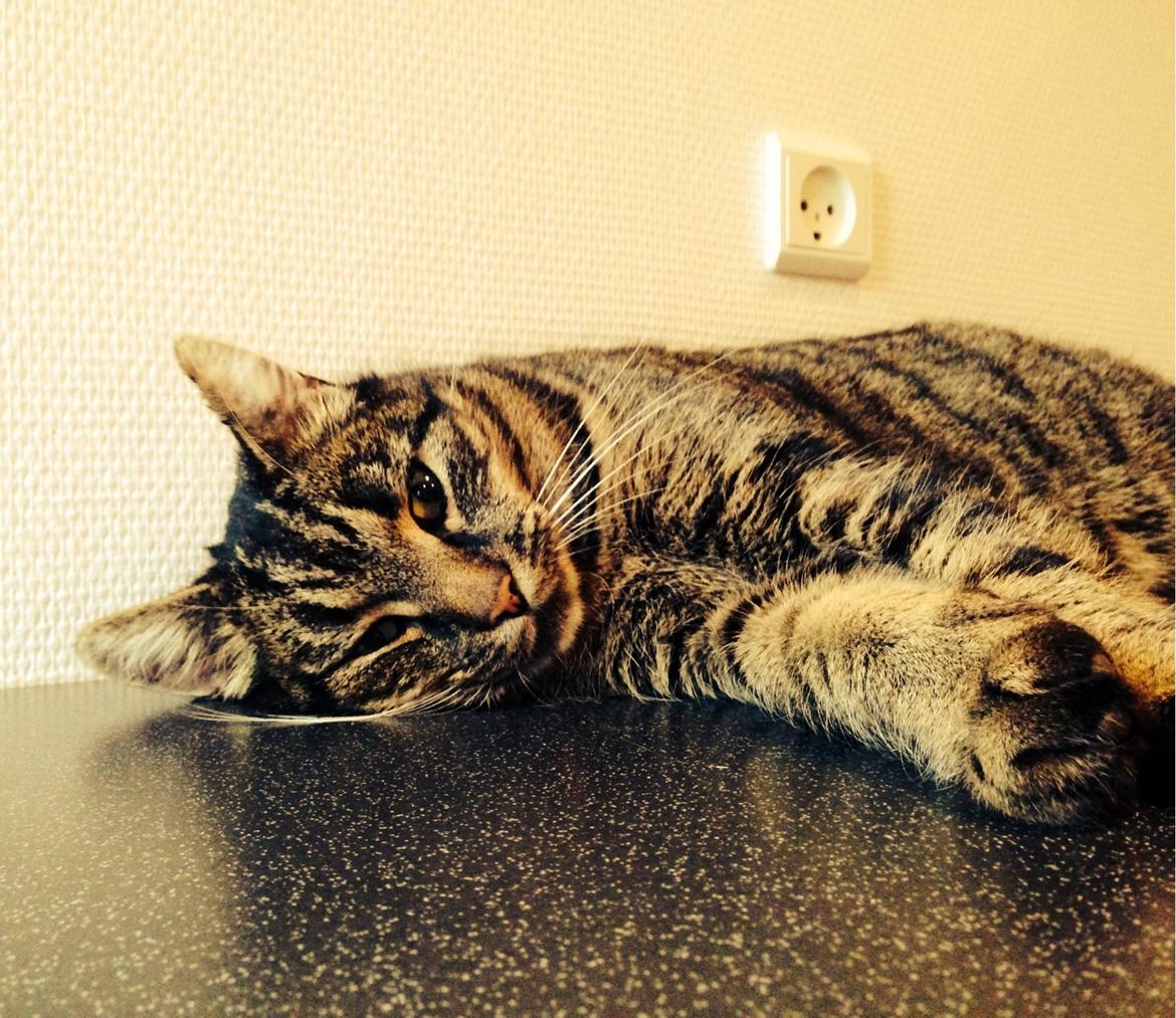 Huskat Tarzan :) billede 3