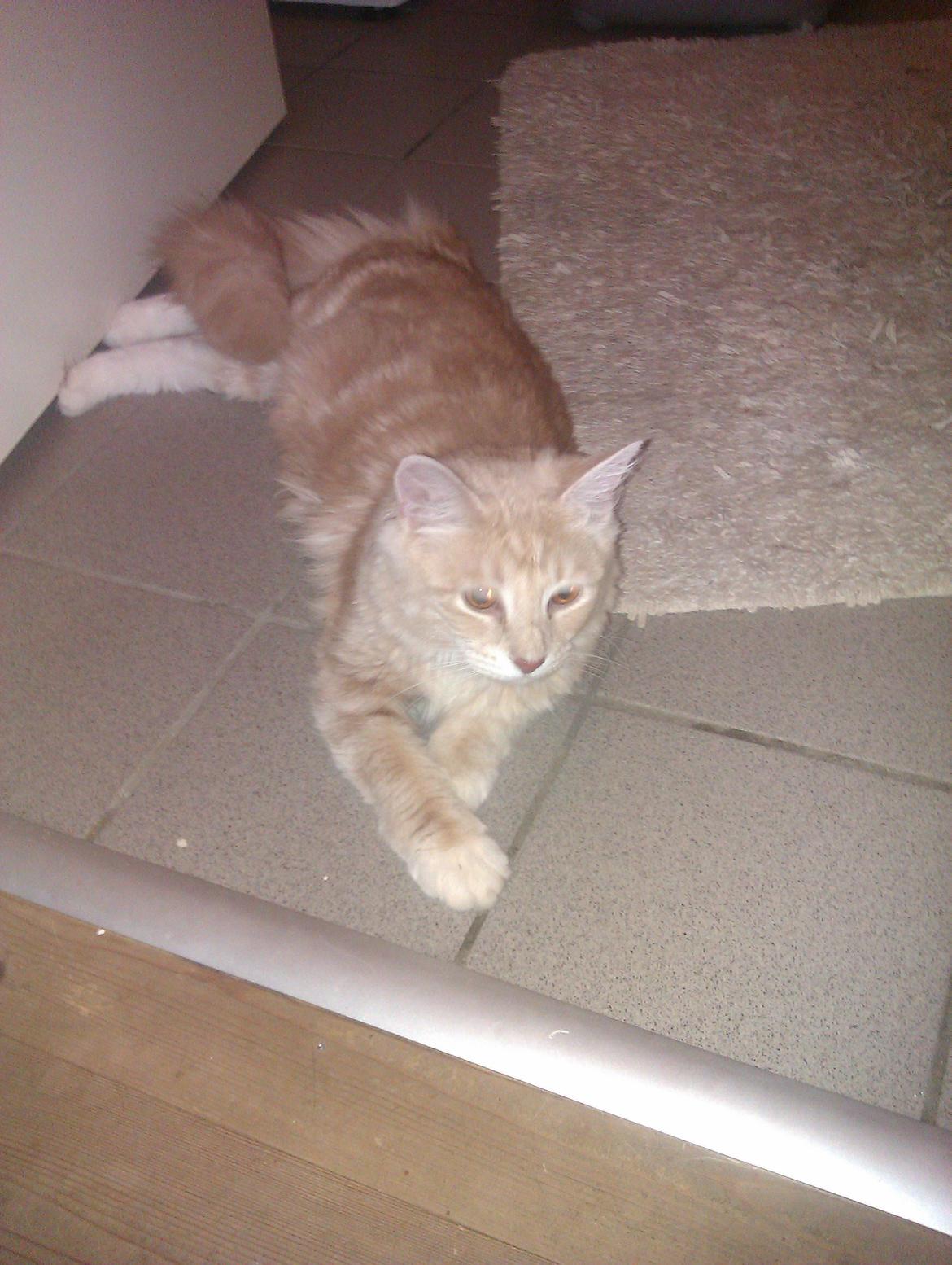Maine Coon Mille billede 7