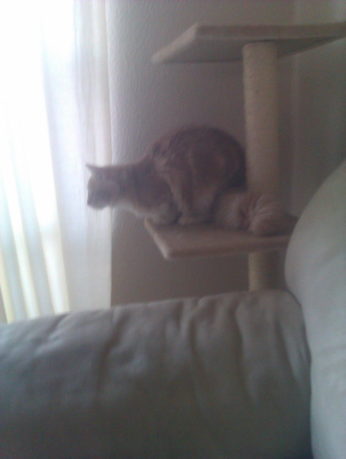 Maine Coon Mille billede 8