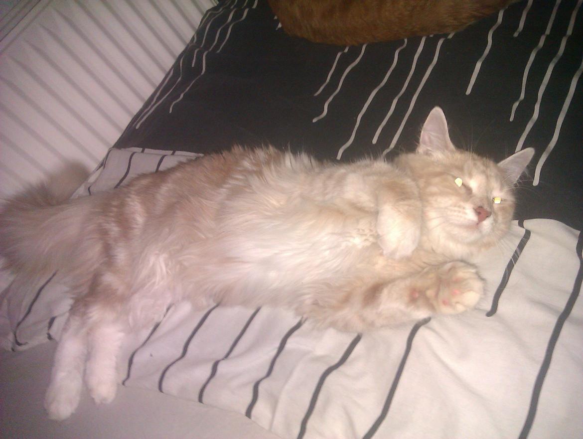 Maine Coon Mille billede 9