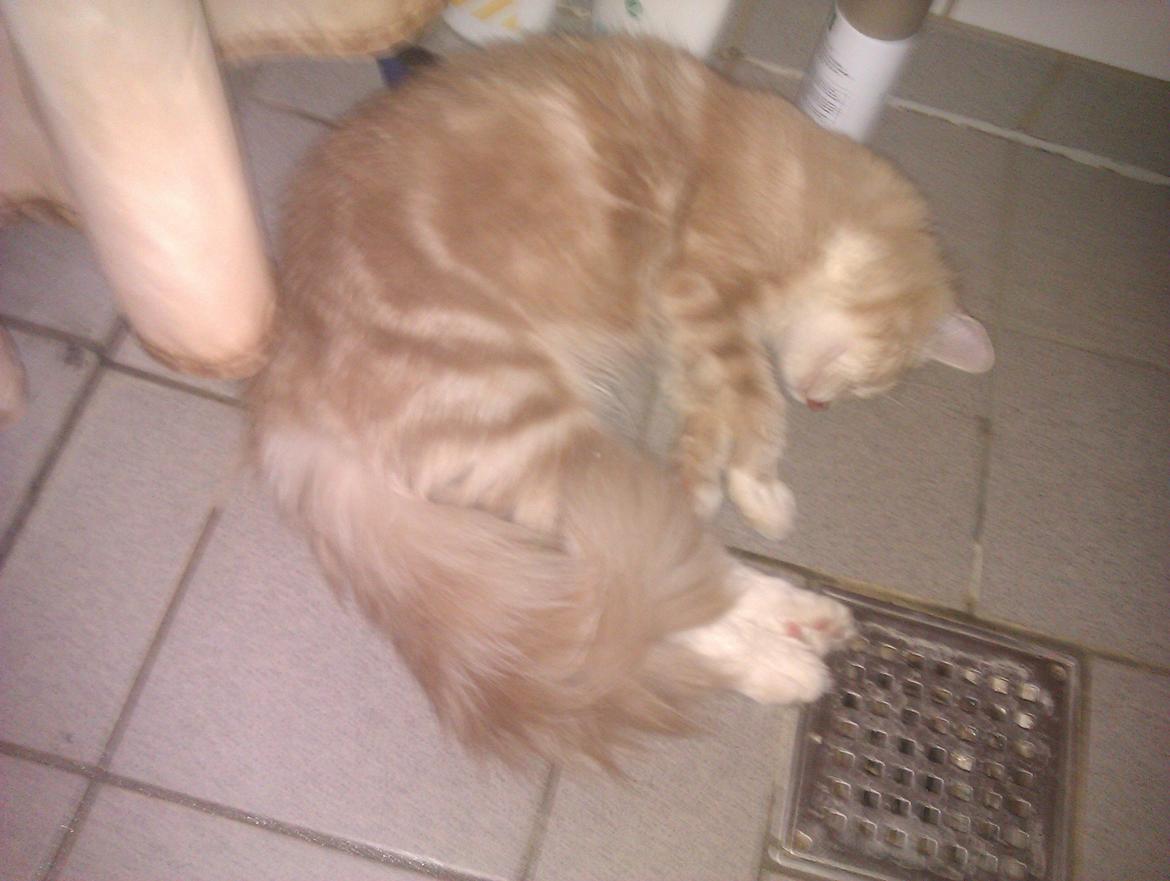 Maine Coon Mille billede 10