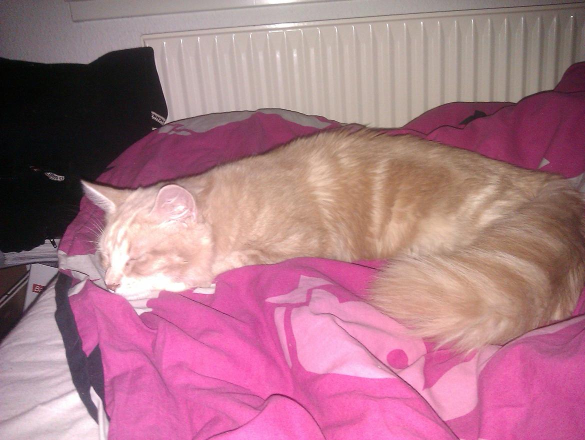 Maine Coon Mille billede 11