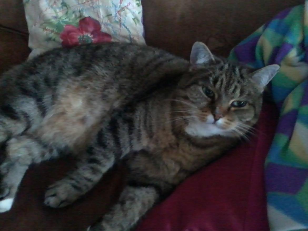 Blanding af racer sløjfe billede 1