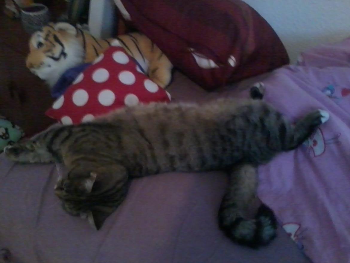 Blanding af racer sløjfe billede 2