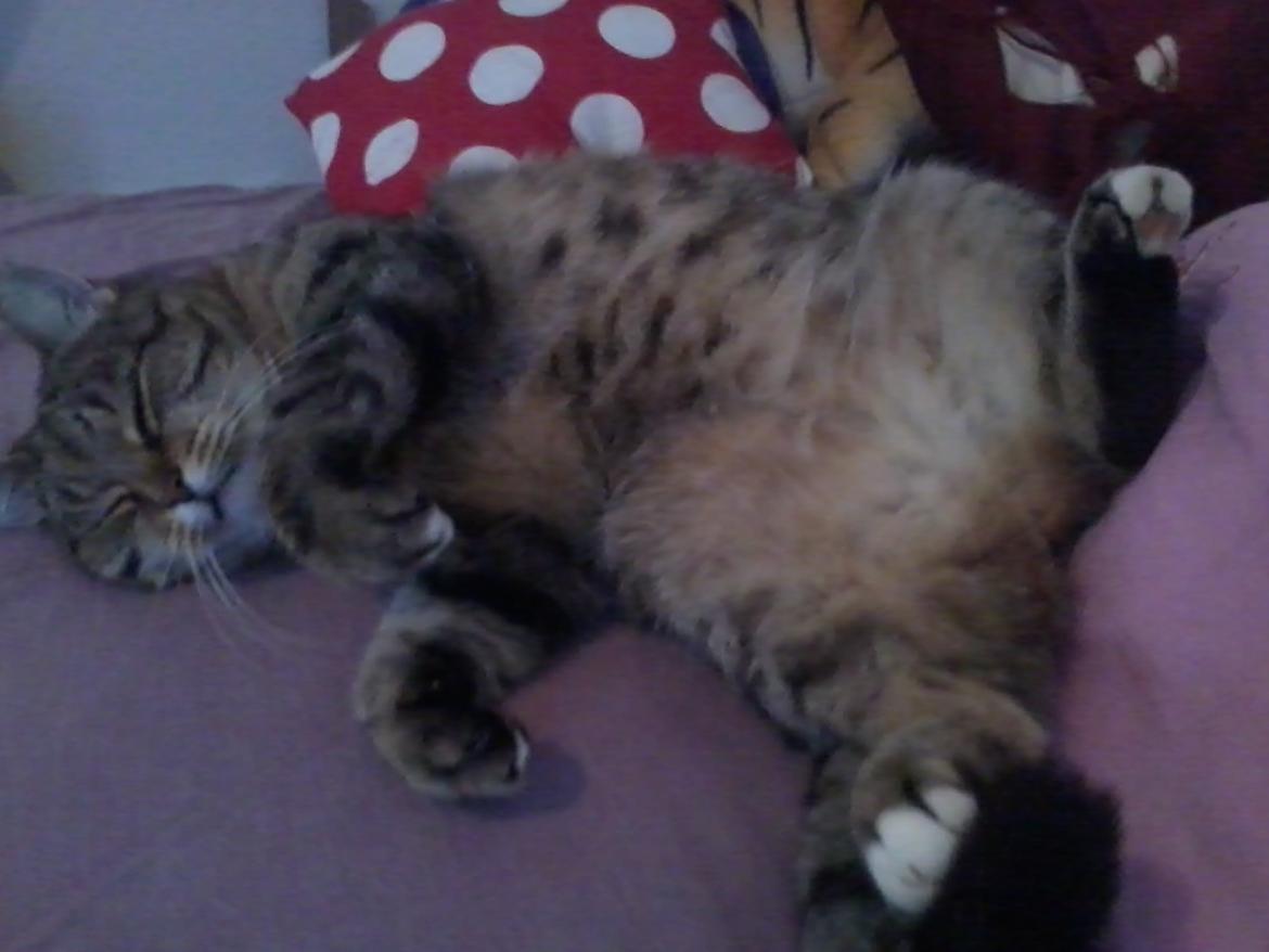 Blanding af racer sløjfe billede 3